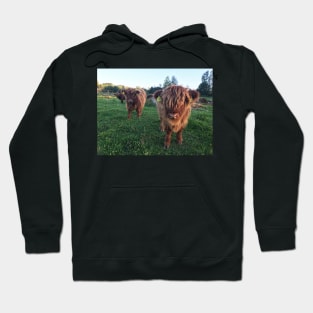 Scottish Highland Cattle Calves 1826 Hoodie